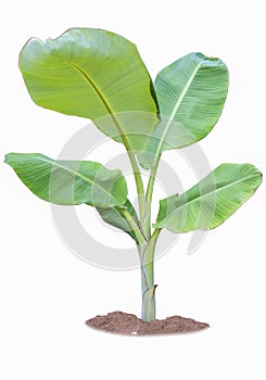 Young banana tree isolated on white background