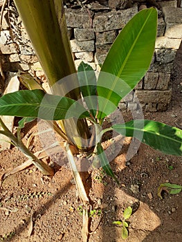 Young banana tree stant proudly Ã°Å¸Â¤Â´