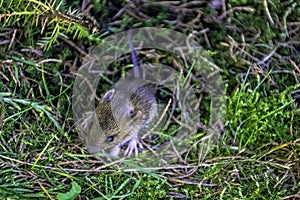 Young bank vole hidden in the grass