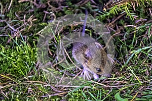 Young bank vole hidden in the grass
