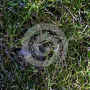 Young bank vole hidden in the grass