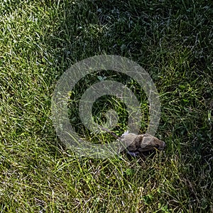 Young bank vole hidden in the grass