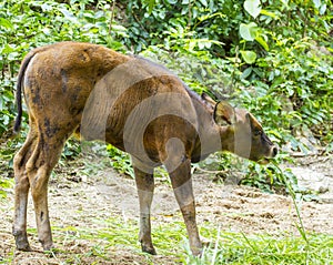 young Banteng or Red Bull