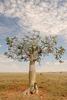 A young baobab tree in the Naukluft in Namibia
