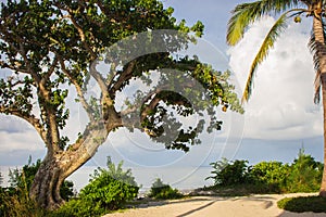 Young baobab tree with palm tree against seascape. Scenic tropical landscape. Exotic plants on Indian ocean coast.