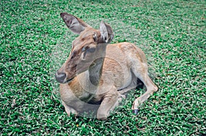 A young barasinga deer is resting in nature