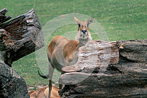 Young barasingha, Rucervus duvaucelii, also called swamp deer, standing behing huge fallen tree trunk. Deer species