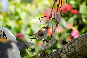 Young Barbados bullfinch or loxigilla barbadensis perched on branch