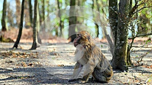 Young barbary ape in front of a tree trunk on the ground
