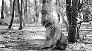 Young barbary ape in front of a tree trunk on the ground in black and white