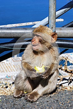 Young Barbary Ape, Gibraltar.