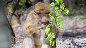 Young barbary ape holds a branch in his hand and looks at the leaves