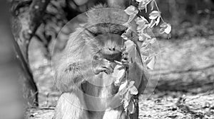 Young barbary ape holds a branch in his hand and looks at the leaves in black and white