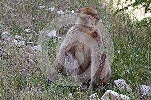 Young Barbary Ape, Macaca Sylvanus, Atlas Mountains, Morocco