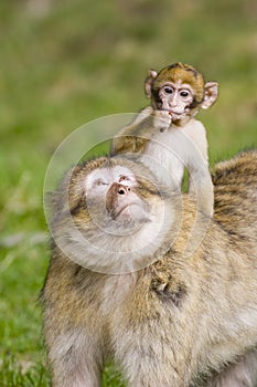 Young barbary ape on mothers back