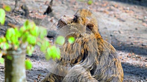 Young barbary ape sits on ground und looks up sideways