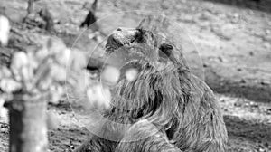 Young barbary ape sits on ground und looks up sideways in black and white