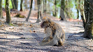 Young barbary ape sits hunched on ground