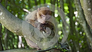 Young Barbary ape sitting on a branch