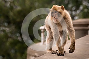 Young Barbary Ape on Wall