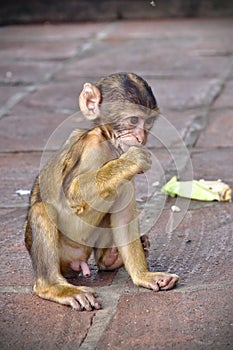 Young Barbary macaque