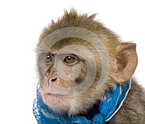 Young Barbary Macaque, Macaca Sylvanus, 1 year old