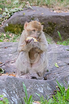 Young Barbary macaque, Macaca sylvanus, eating