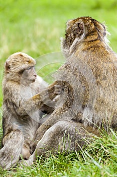 Young Barbary Macaque (Macaca sylvanus) grooming adult male.