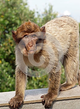 Young Barbary Macaque monkey