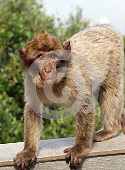Young Barbary Macaque monkey photo