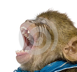 Young Barbary Macaque with mouth open, Macaca Sylvanus photo