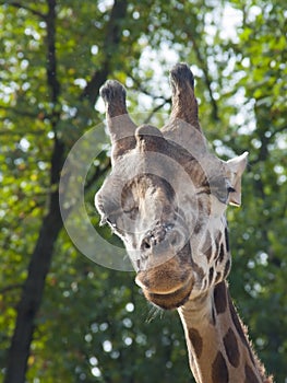 Young Baringo giraffe