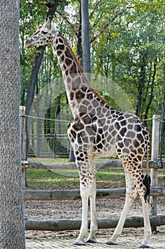 Young Baringo giraffe