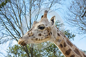 Young Baringo giraffe