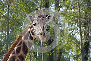 Young Baringo giraffe