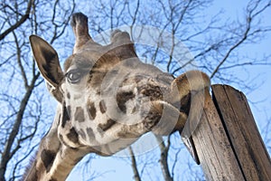 Young Baringo giraffe