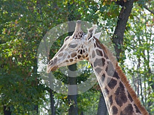 Young Baringo giraffe