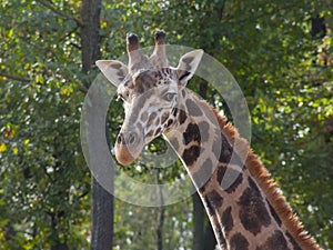 Young Baringo giraffe