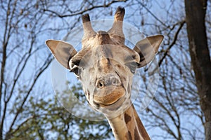 Young Baringo giraffe