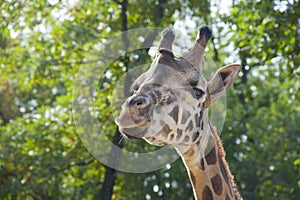 Young Baringo giraffe