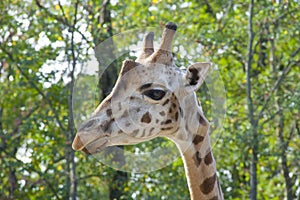 Young Baringo giraffe