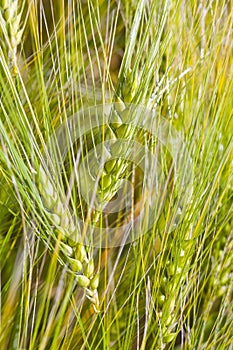 Young barley ears.