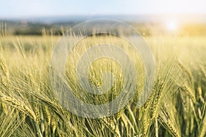 Young barley ears, blurry nature on background, harvest field , agriculture, sunlight and lens flare, close