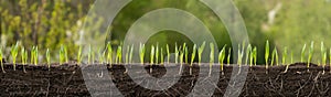 Young barley plants with roots, blurred background