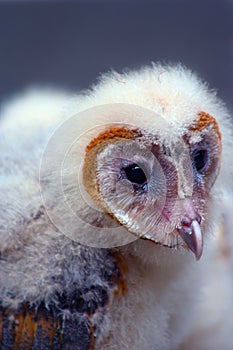 Young Barn Owl