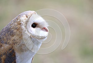 Young barn owl with black eyes