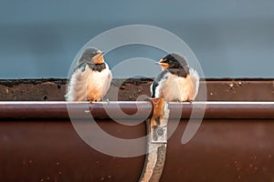 Young barn swallow at feeding