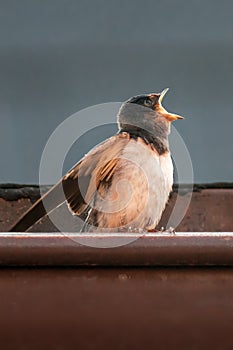 Young barn swallow at feeding