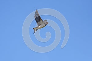 Young barn swallow, Hirundo rustica in flight