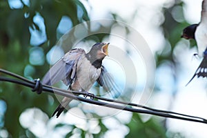 Young barn swallow Hirundo rustica screaming for food sitting on wire. His mother feeding her nestling in flight